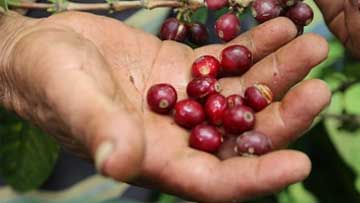 Producción de café de Colombia crece 2,5% en primer bimestre del año