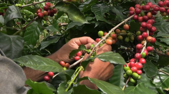 Producción de café de Colombia cae 6% en noviembre