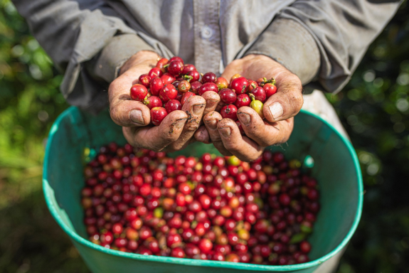 Producción de café de Colombia alcanza 868.000 sacos en enero